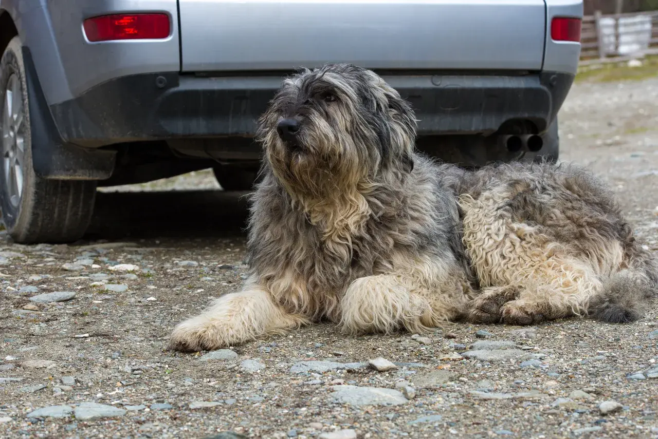 Un Chien de berger roumain des Carpates à l'extérieur
