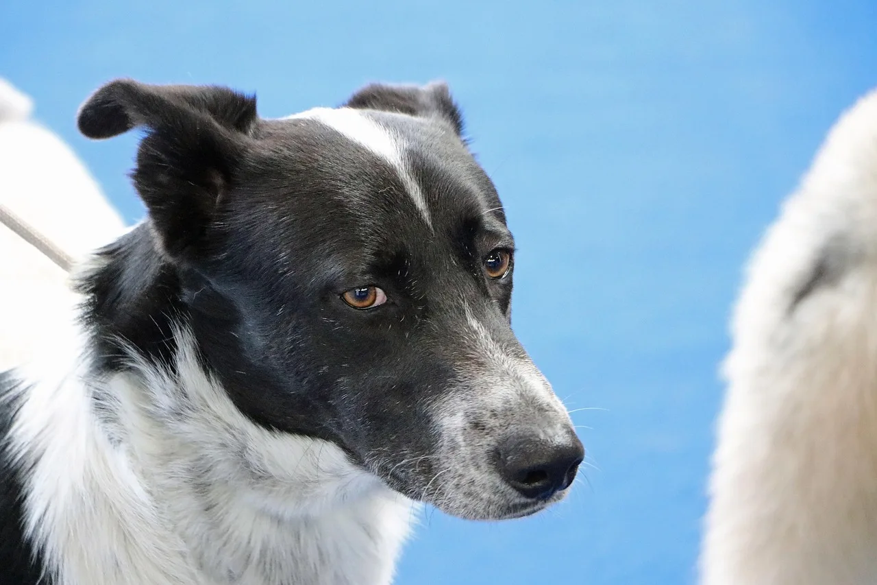 Un Chien de Canaan blanc et roux debout à l'extérieur