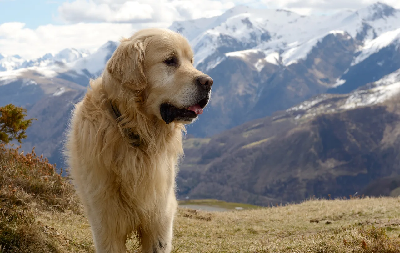 Un Chien de montagne des Pyrénées à l'extérieur