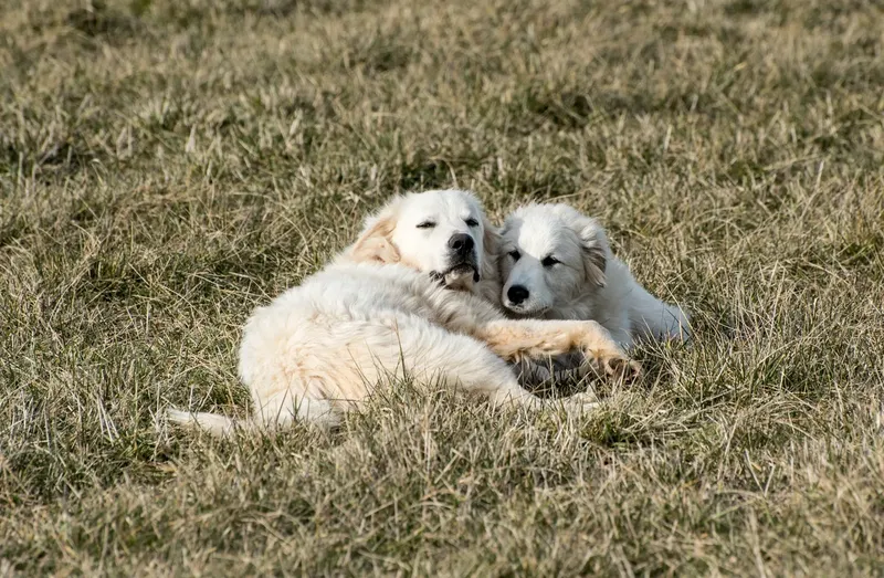 Chien de montagne des Pyrénées