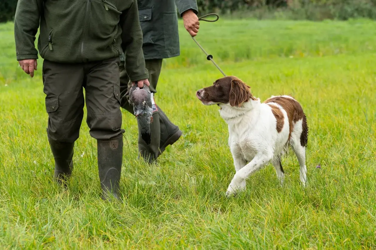 Un Chien de perdrix de Drente à l'extérieur