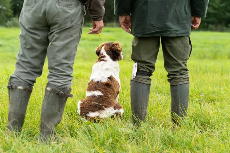 Chien de perdrix de Drente