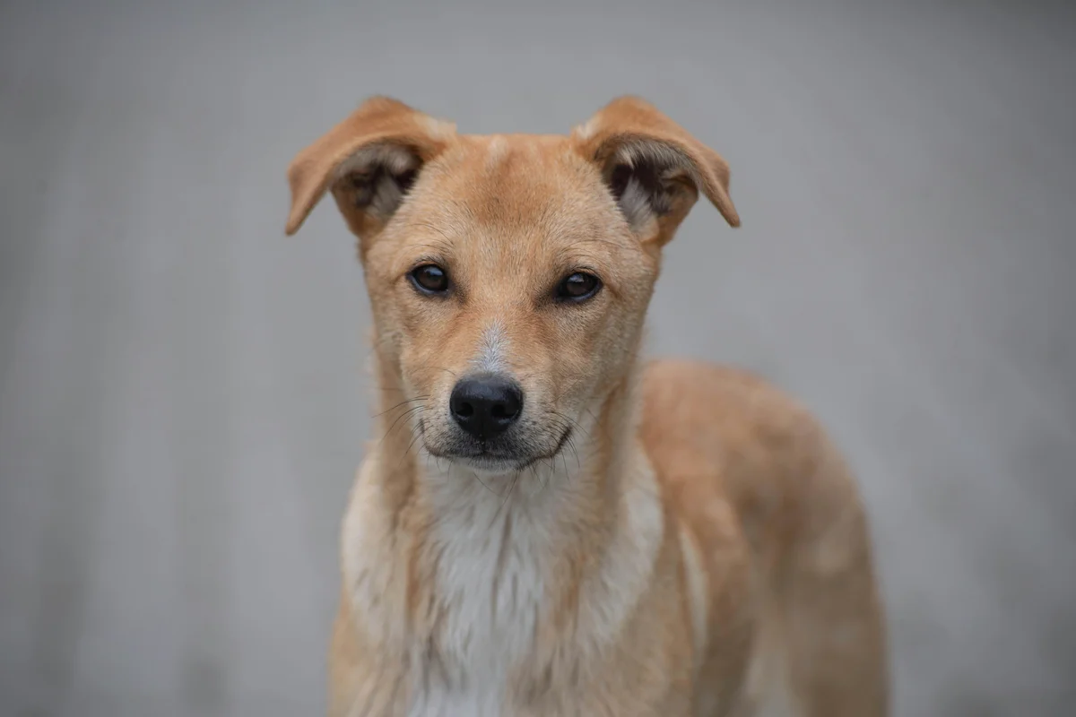 Portrait d’un chien croisé au poil clair