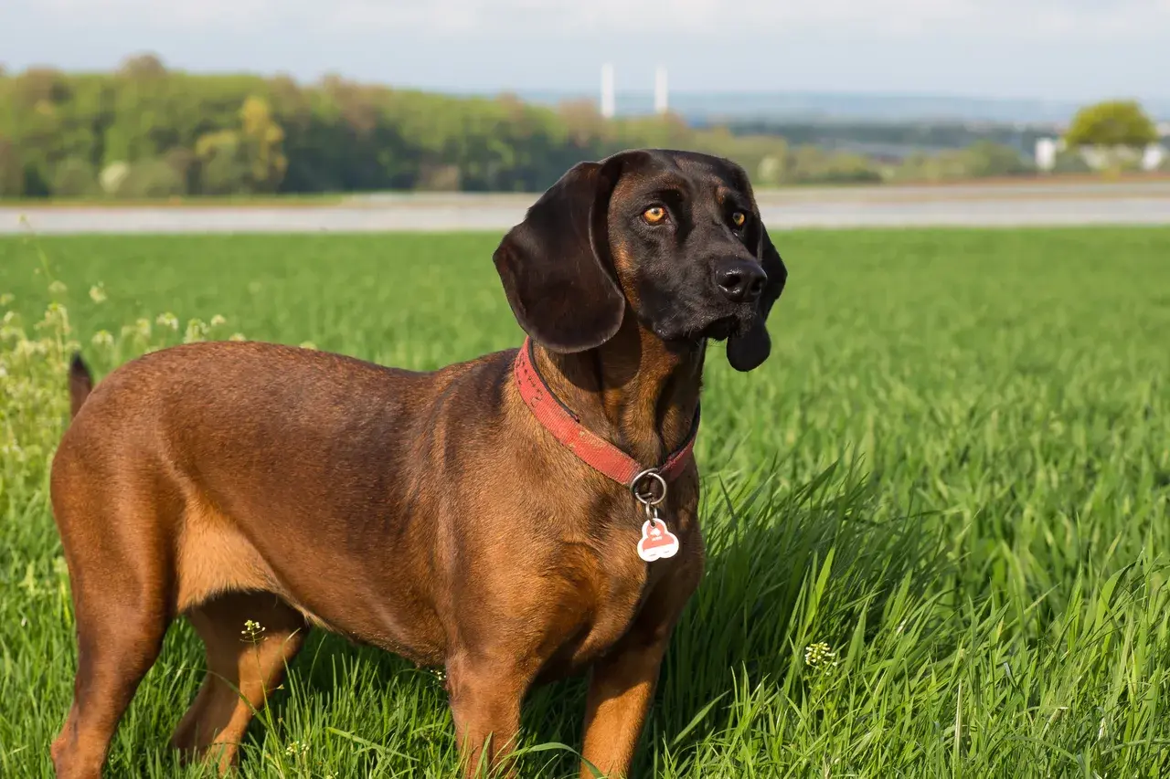 Un Chien de rouge de Bavière à la robe fauve rouge dans la nature