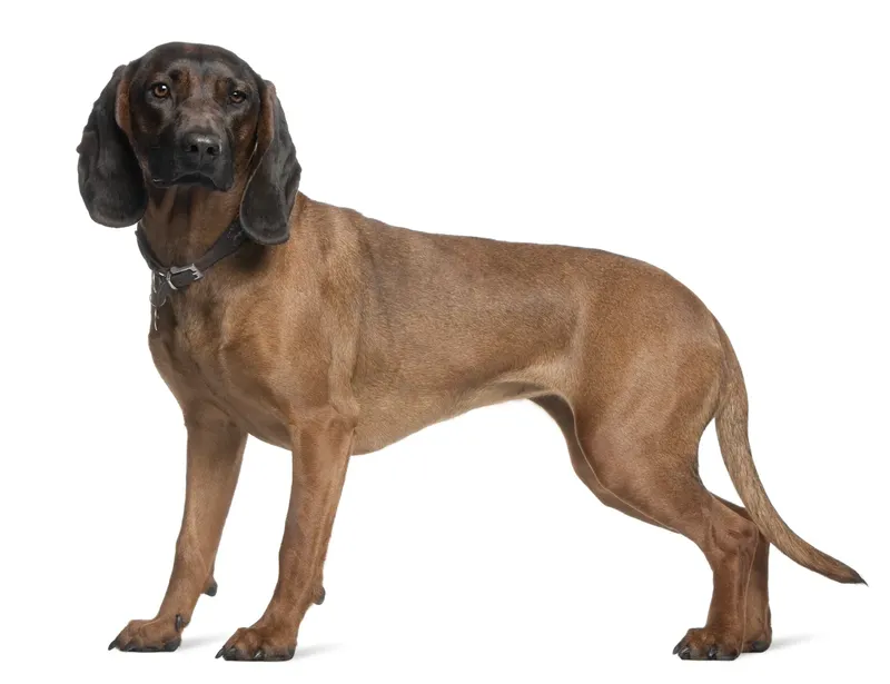 Chien de rouge de Bavière