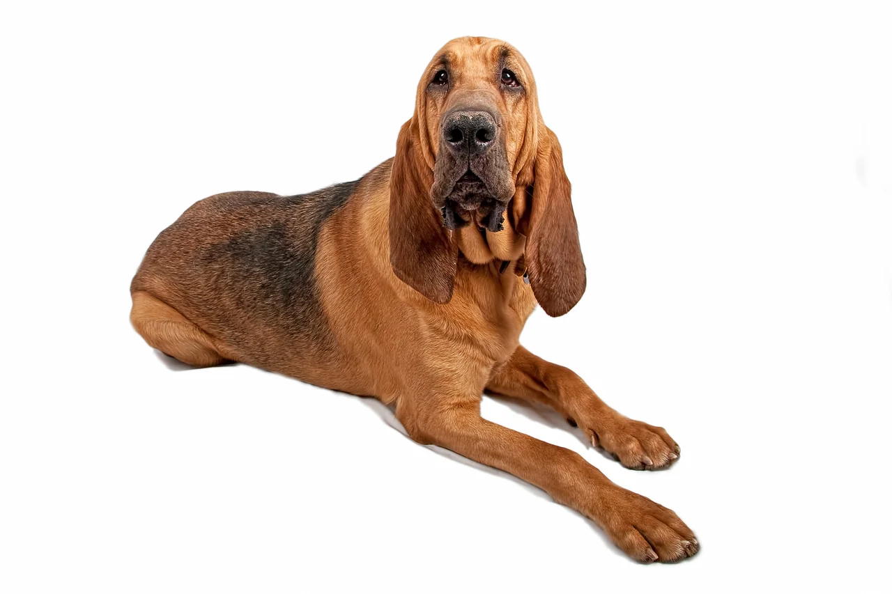 Un Chien de Saint-Hubert