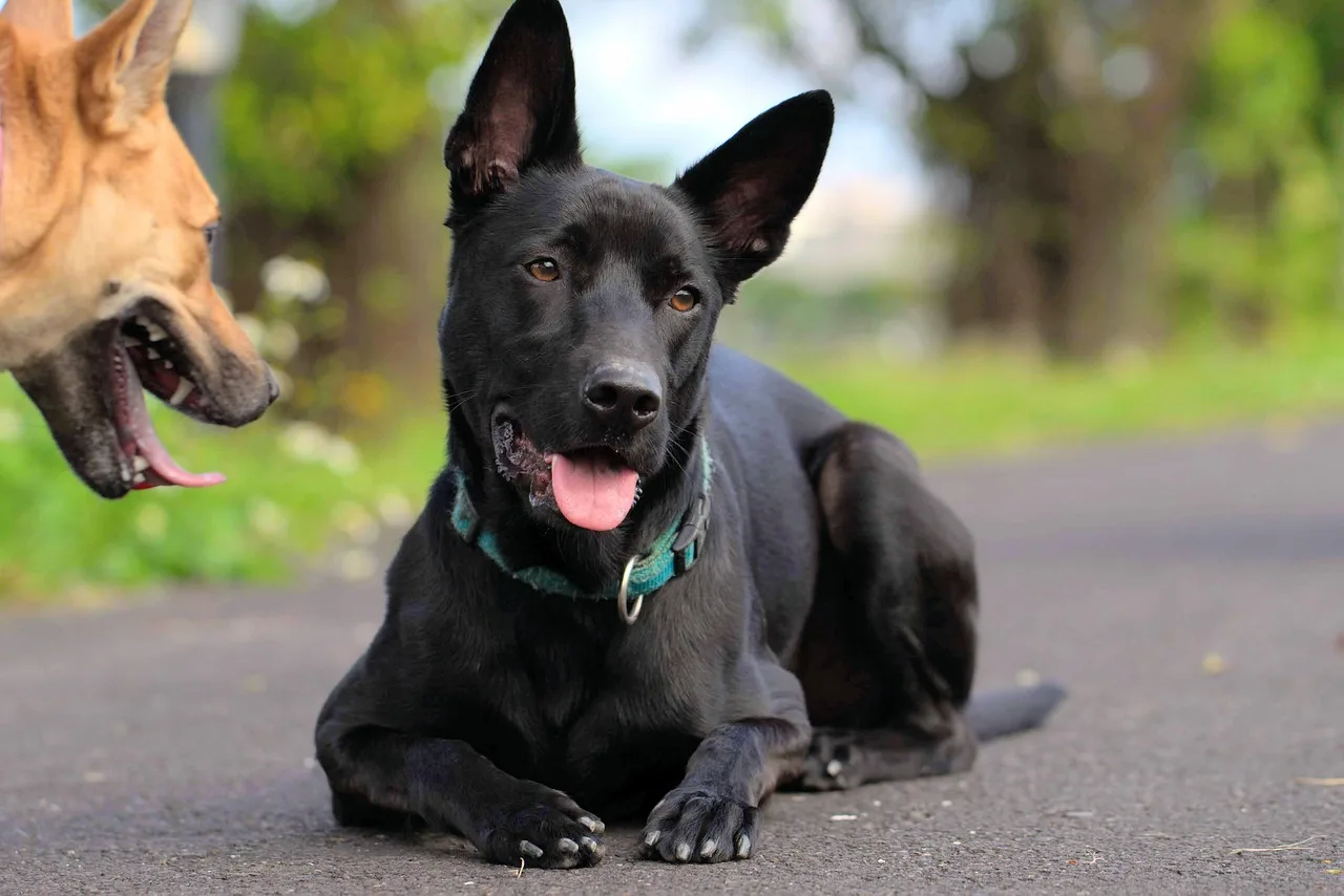 Un Chien de Taïwan à l'extérieur