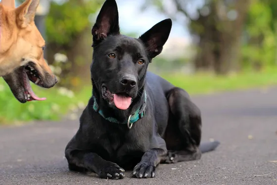 Chien de Taïwan
