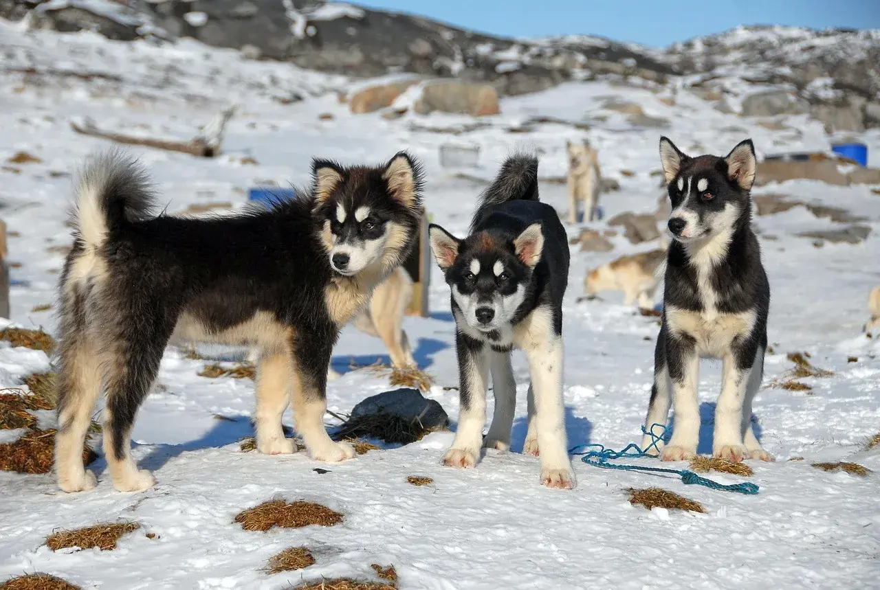 Un Chien du Groenland à l'extérieur