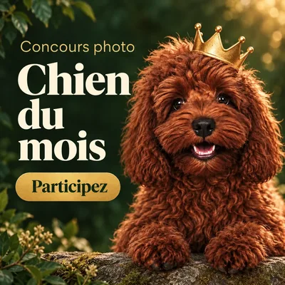 Chien du mois : participez au concours photo