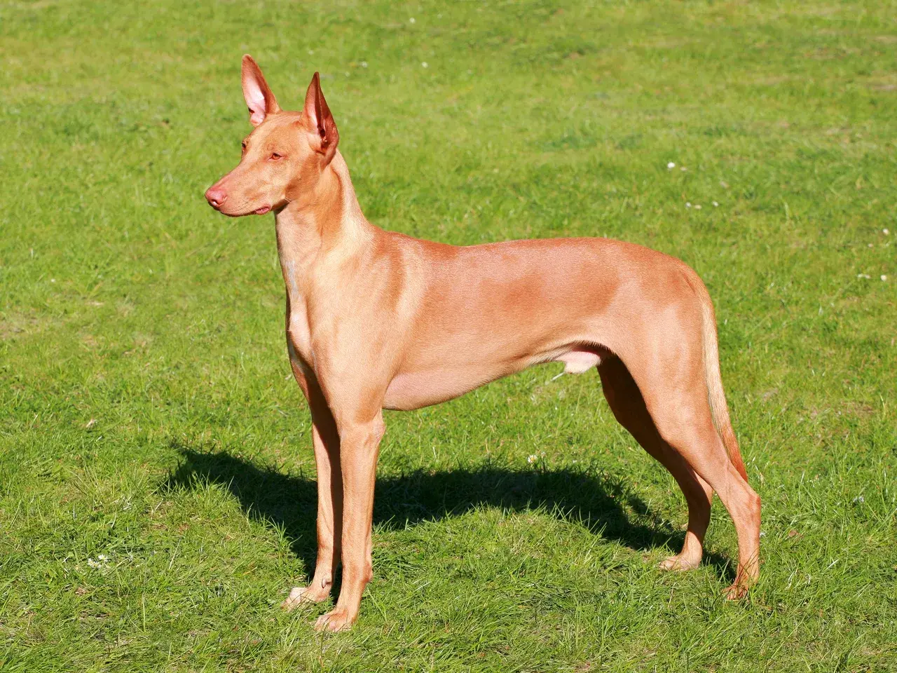 Un Chien du Pharaon à l'extérieur