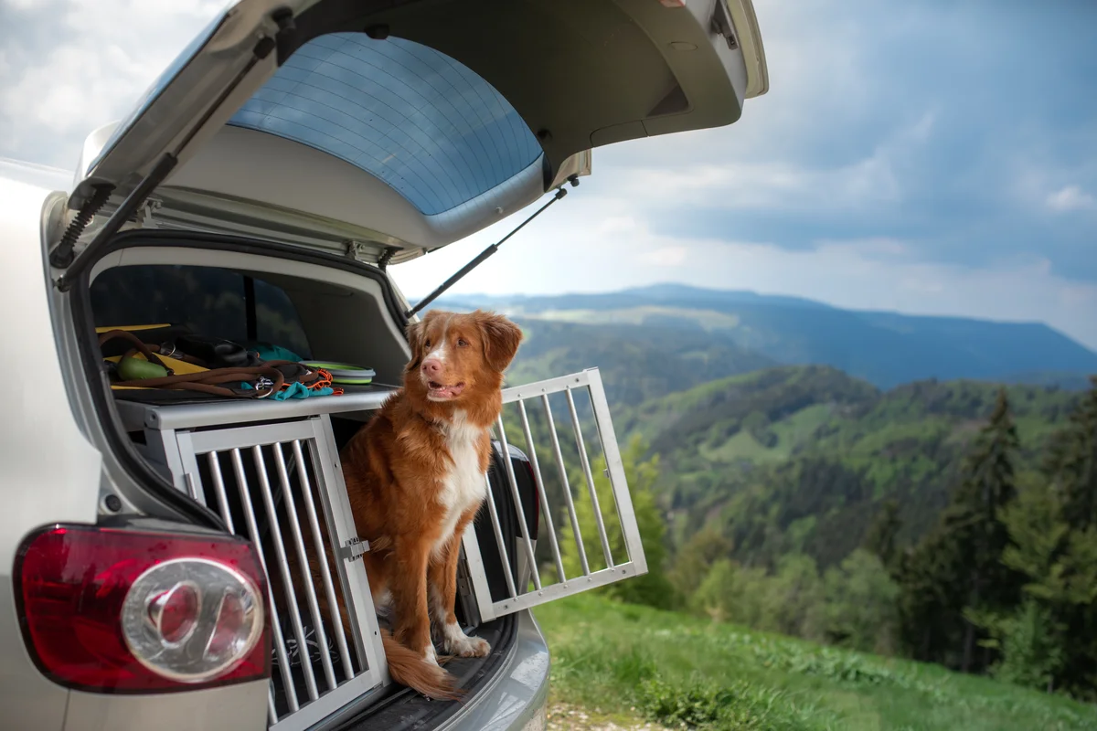 Un chien attend près de sa cage de transport dans le coffre ouvert d’une voiture