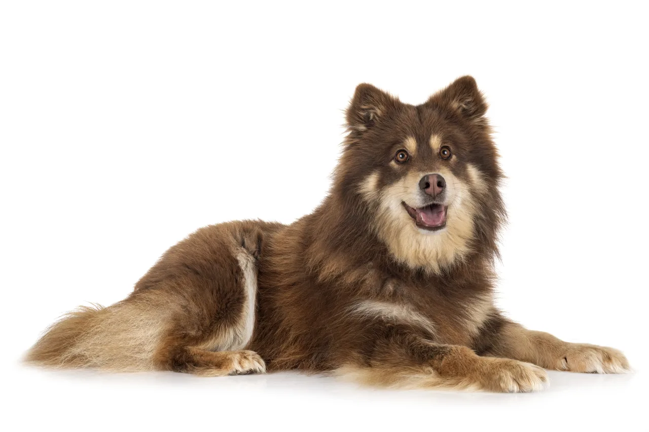 Un Chien finnois de Laponie à l'extérieur