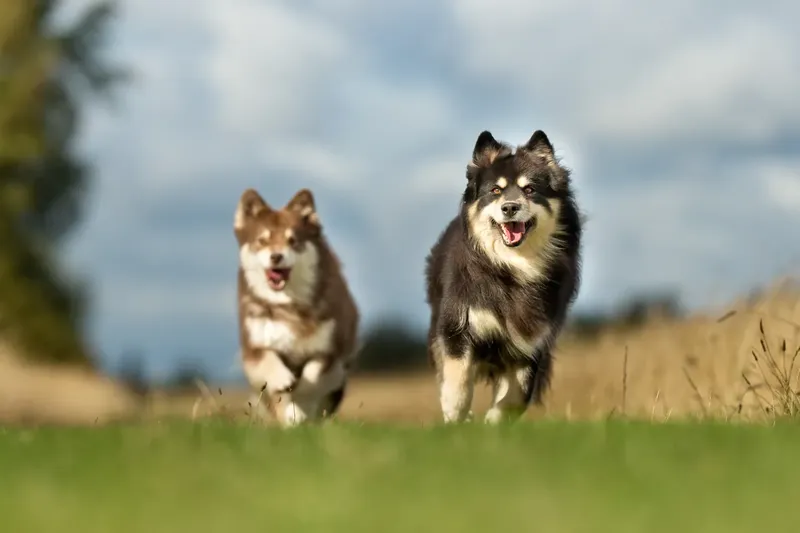 Chien finnois de Laponie