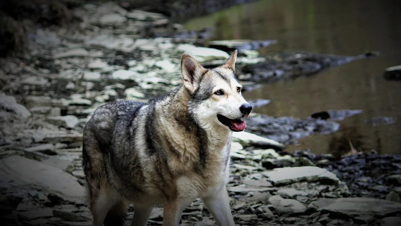 Un Chien-loup de Saarloos à l'extérieur