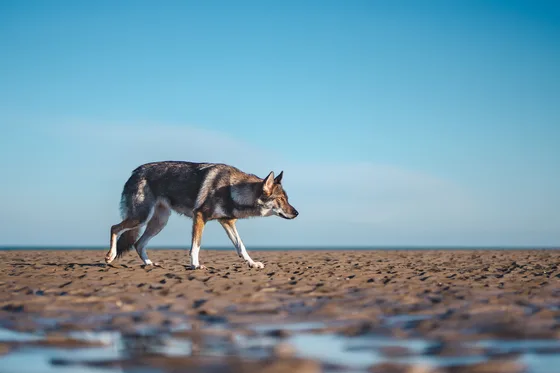 Chien-loup tchécoslovaque