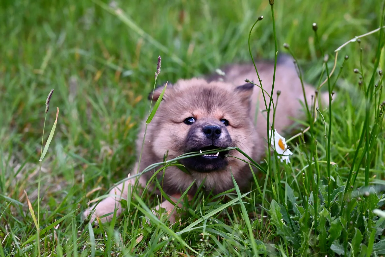 Un chiot mâche un brin d’herbe dans un pré