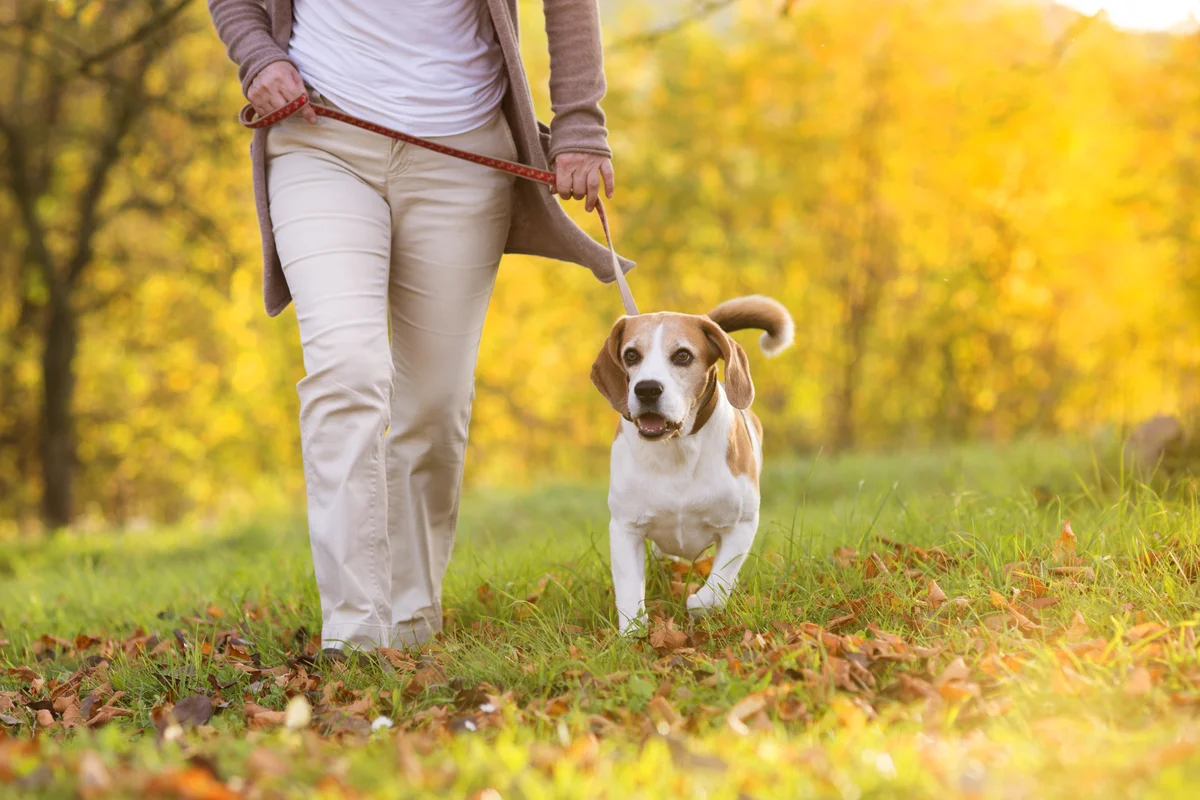 Un Beagle marche en laisse à côté de sa propriétaire