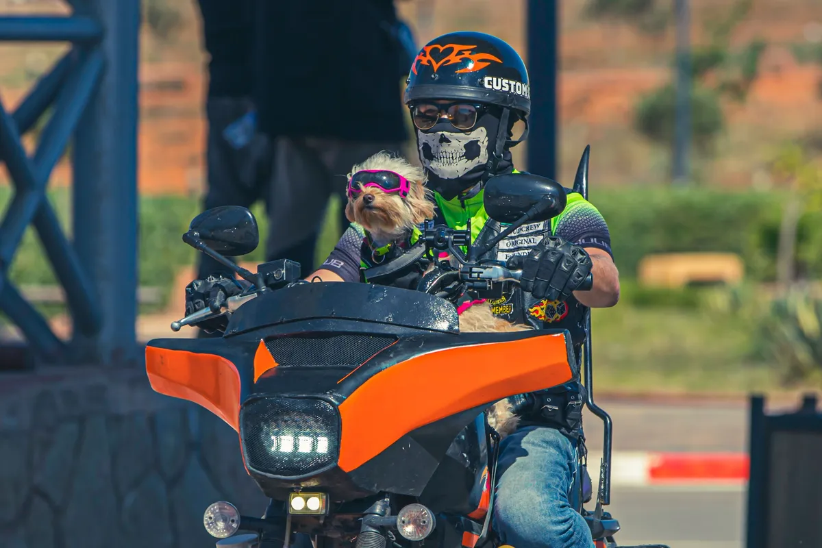 Un petit chien portant des lunettes roses est assis près d’un motard sur une moto
