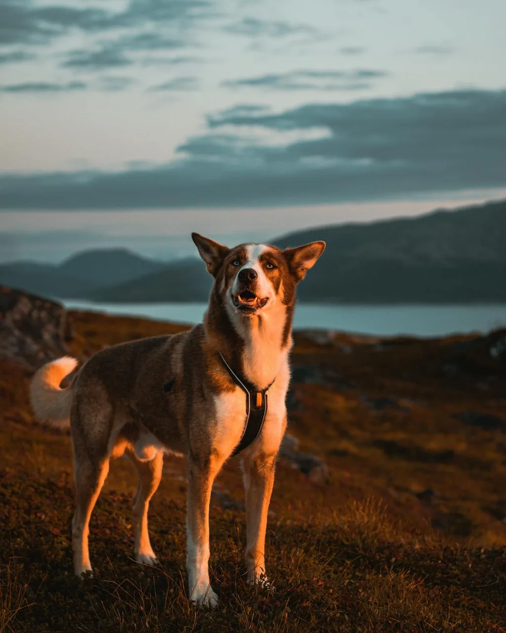 Un Chien norvégien de macareux à l'extérieur