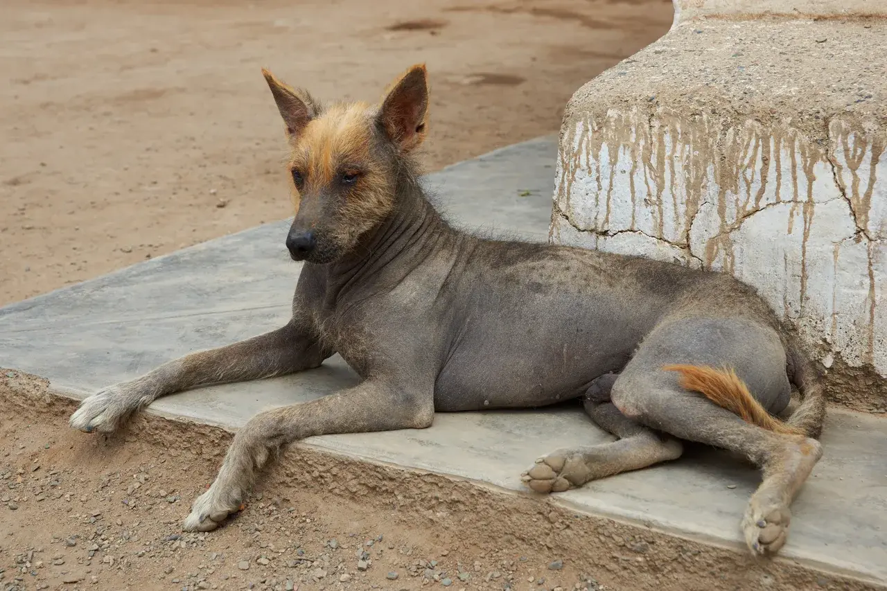 Un Chien nu du Pérou à l'extérieur