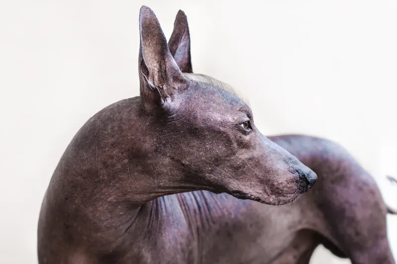 Chien nu du Pérou
