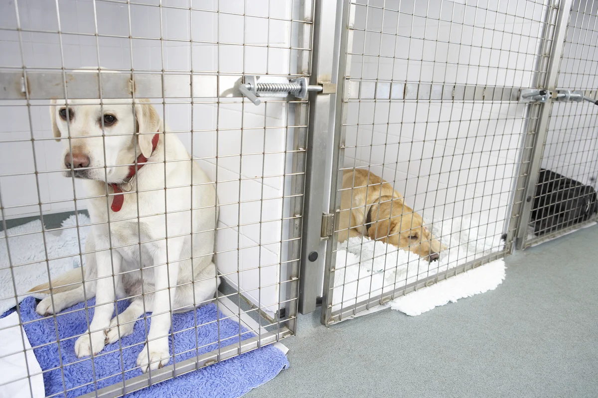 Deux Labradors dans des espaces séparés d’une pension canine