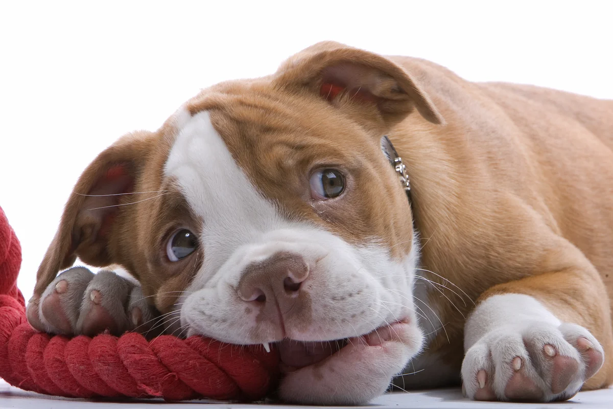 Un jeune Boxer inquiet pose la tête sur ses pattes