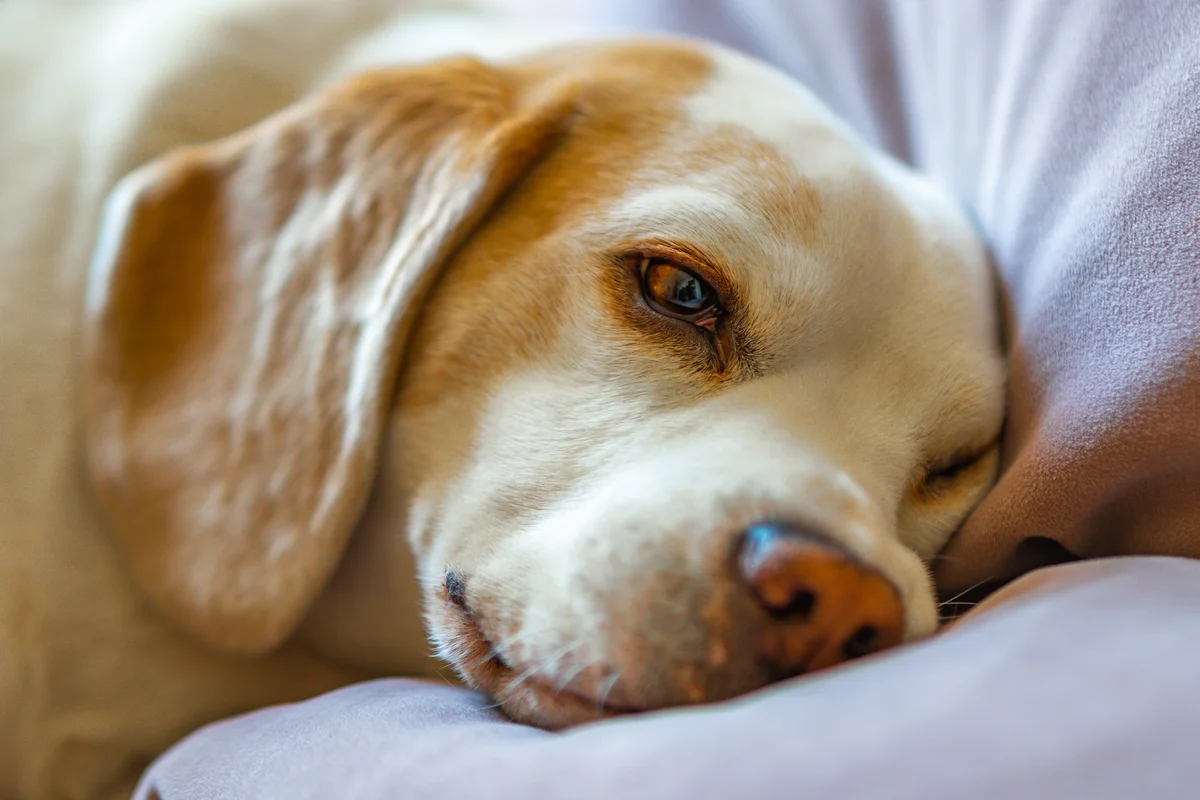 Un chien âgé se repose la tête sur un coussin