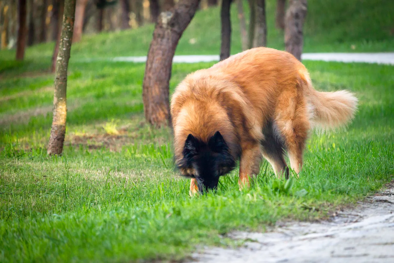 Un Chien de la Serra da Estrela à poil long debout dans l'herbe