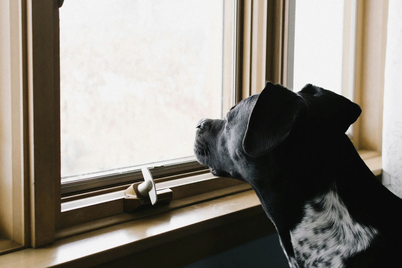 Un chien attend tranquillement à la maison