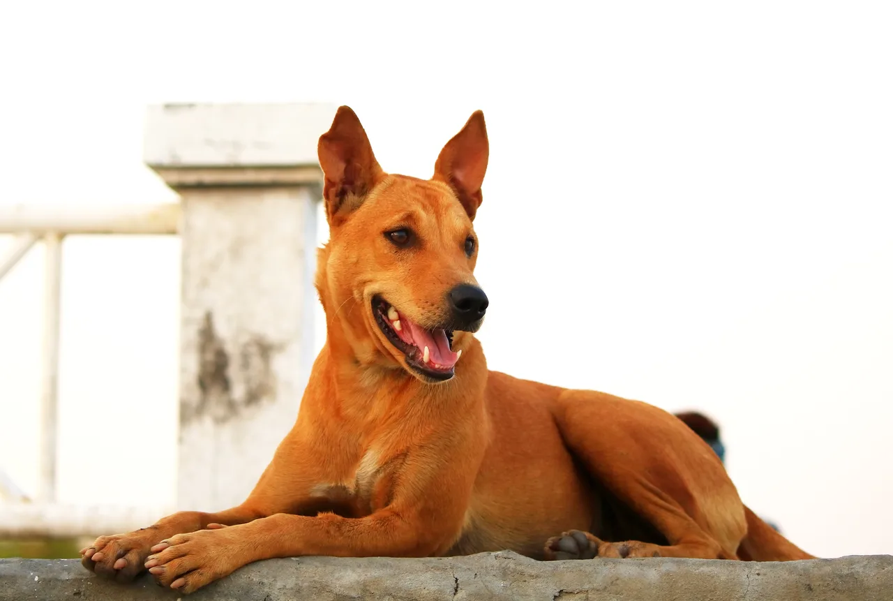Un Chien thaïlandais à crête dorsale à l'extérieur
