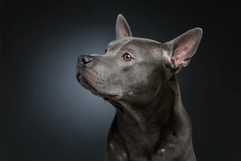 Chien thaïlandais à crête dorsale