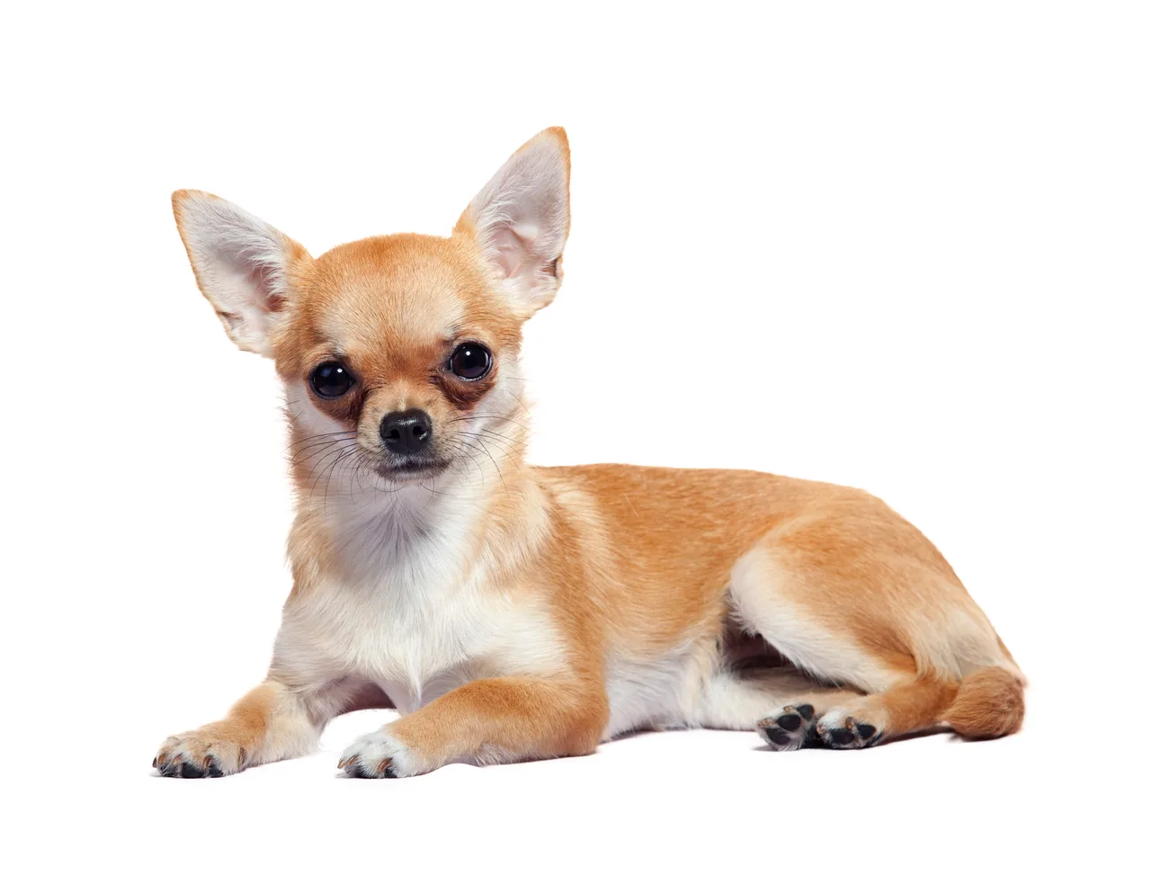 Un Chihuahua