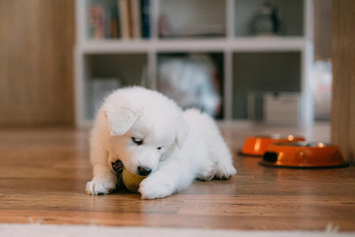 Un chiot découvre sa nouvelle maison