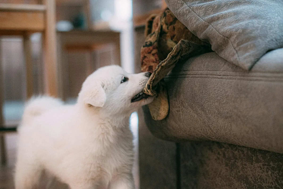 Un chiot blanc mordille un tissu sur un fauteuil