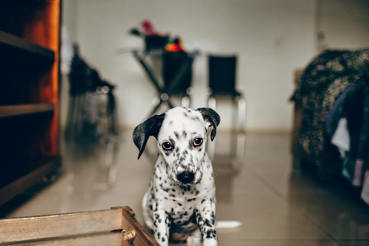 Un chiot Dalmatien se repose dans un salon