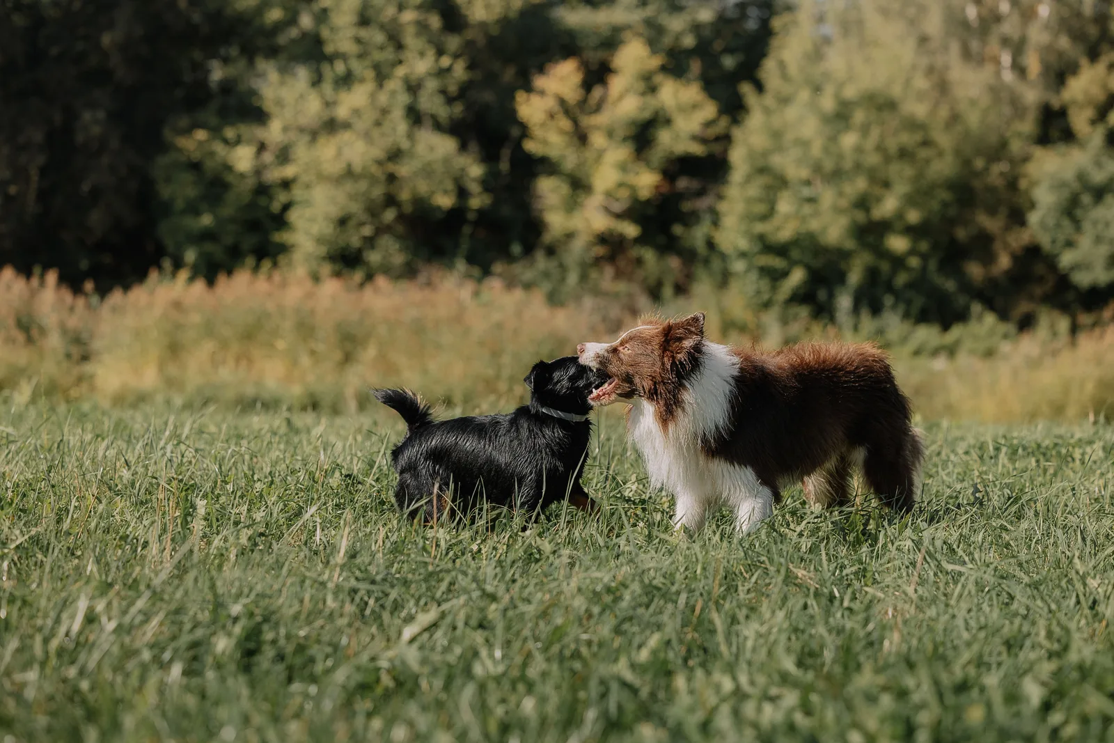 Deux chiens ensemble dans l’herbe