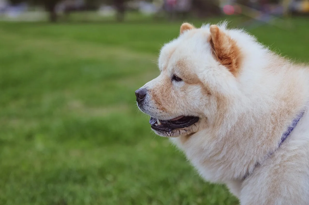 Un Chow-chow à la robe fauve assis à l'extérieur