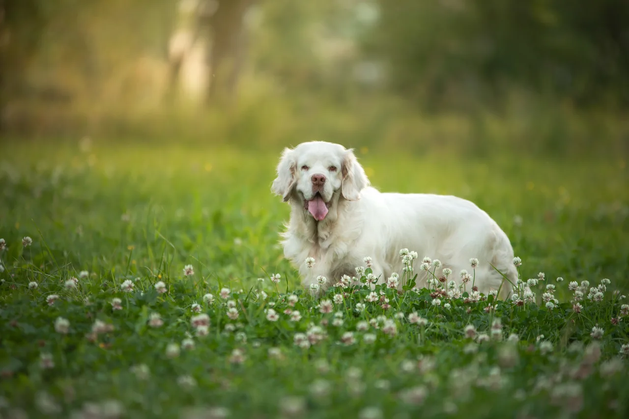 Un Clumber Spaniel à l'extérieur