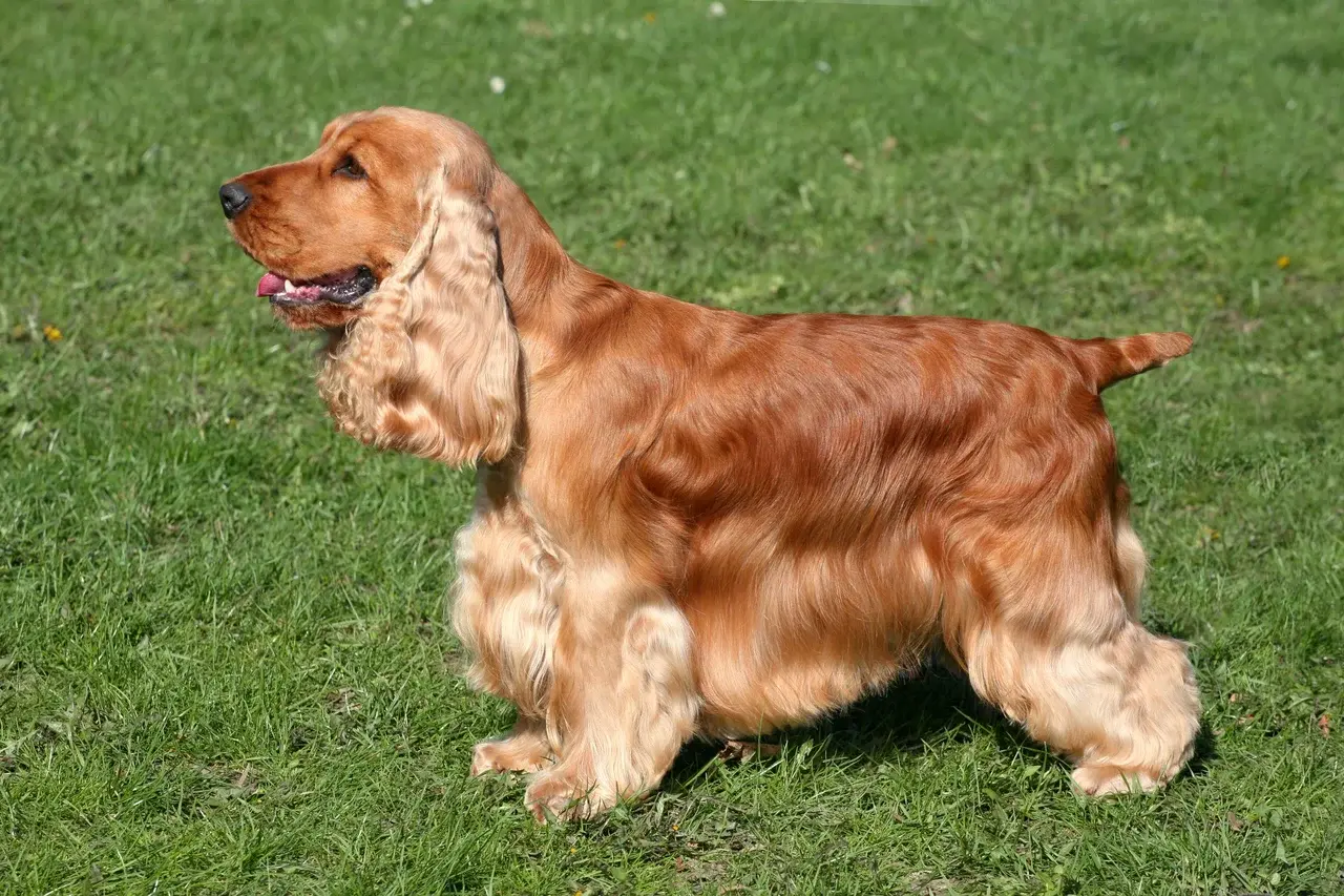 Un Cocker Spaniel anglais