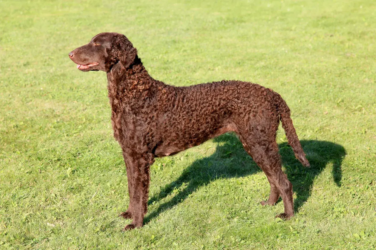 Un Curly Coated Retriever noir debout à l'extérieur