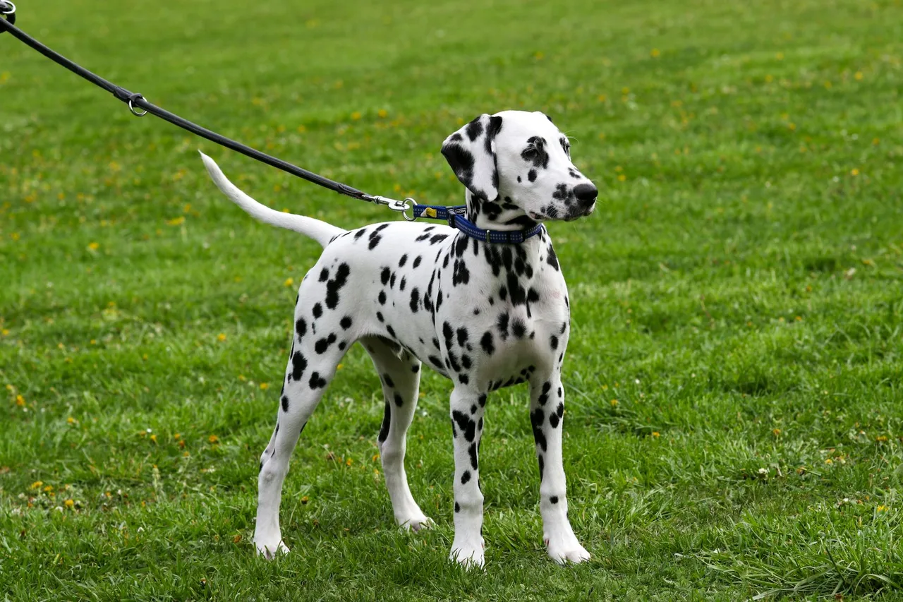 Un Dalmatien en laisse se tient dans l’herbe