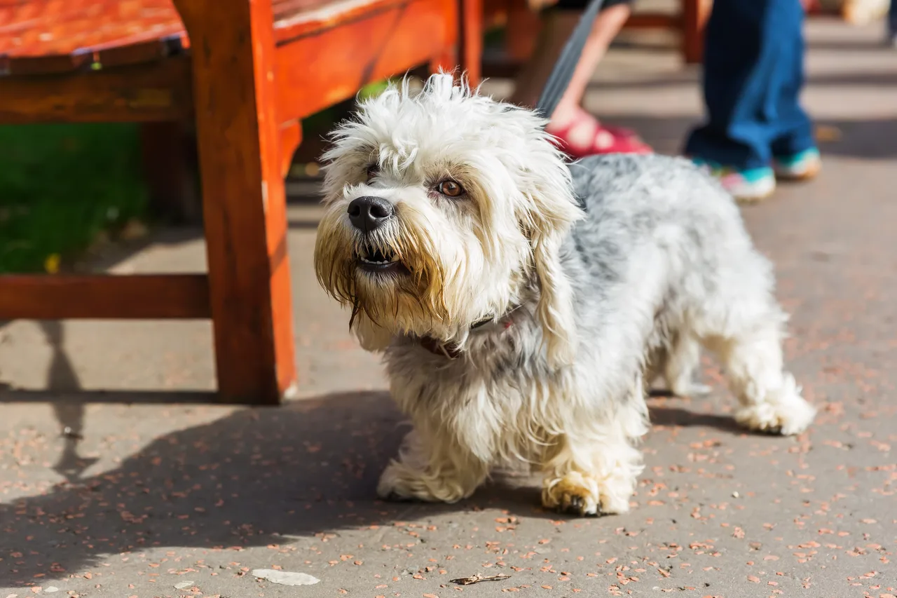 Un Dandie Dinmont Terrier à l'extérieur