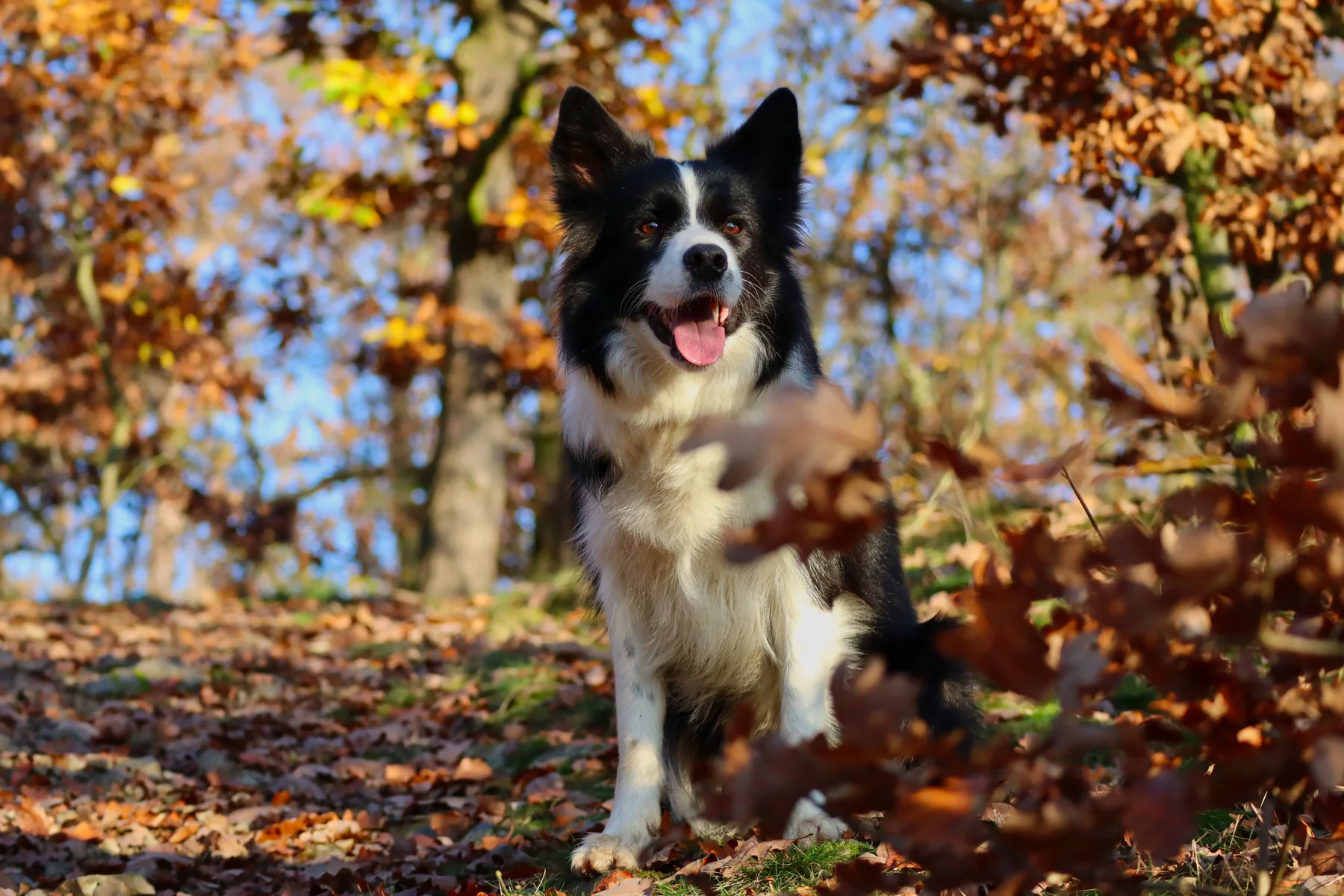 Un Border Collie assis parmi les feuilles colorées en automne