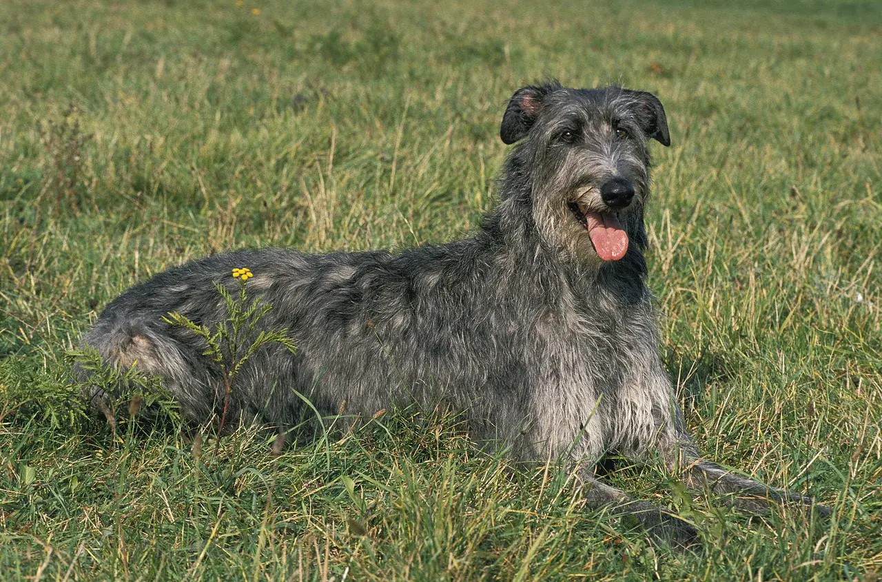 Un Deerhound à l'extérieur