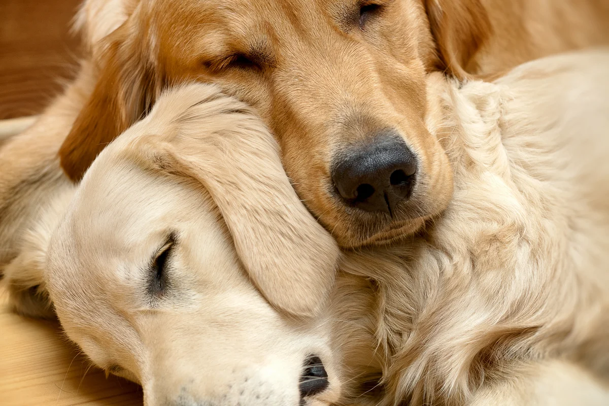 Deux Golden Retrievers se reposent côte à côte