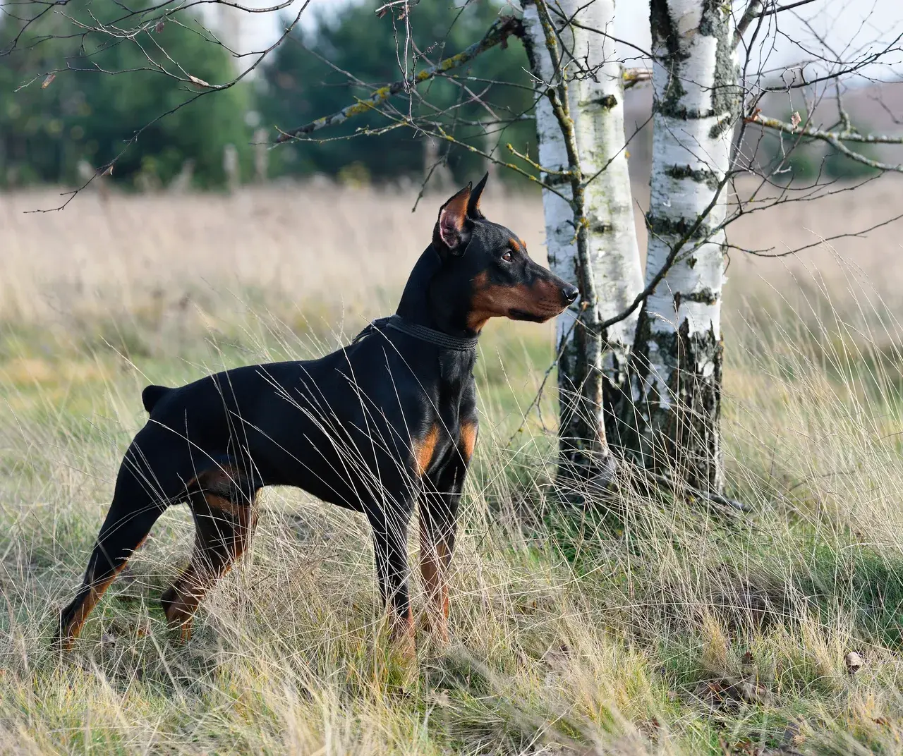 Un Dobermann