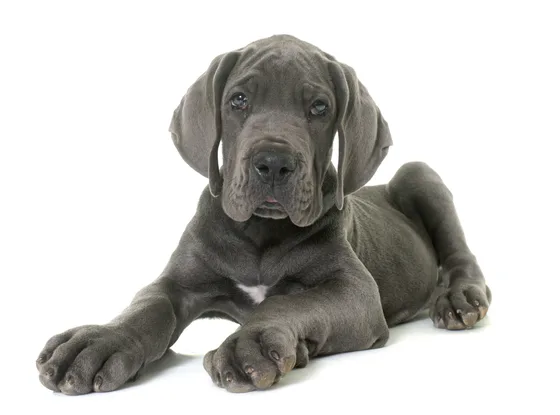 Dogue allemand