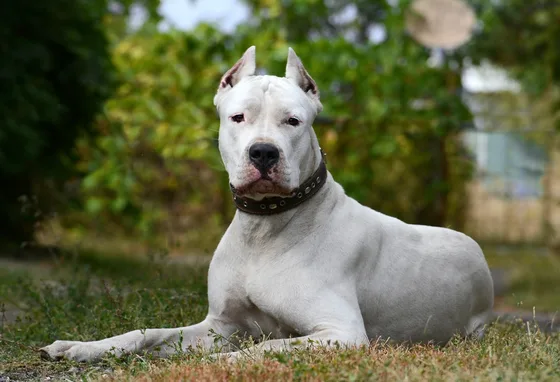 Dogue argentin